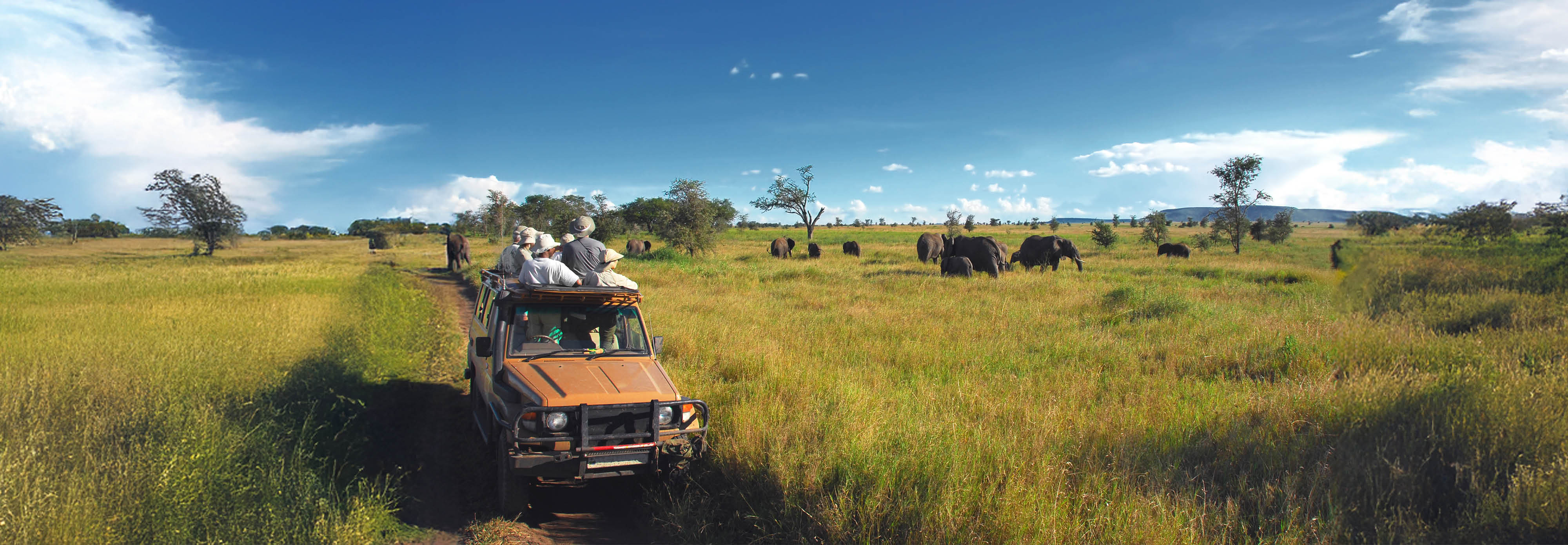 People in safari vehicle observing elephants in Africa