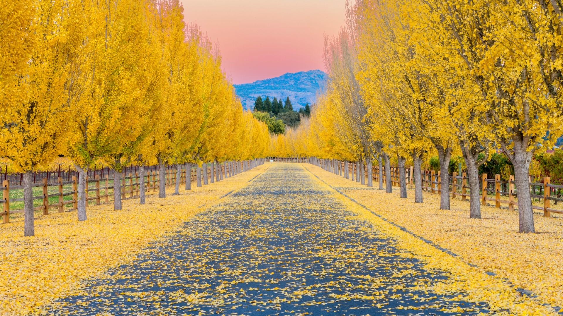 Yellow ginkgo trees lining a road in Napa Valley on a sunny autumn day.