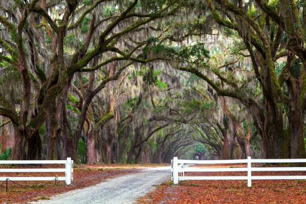 Dirt road lined with oak trees draped in Spanish moss behind a white fence.