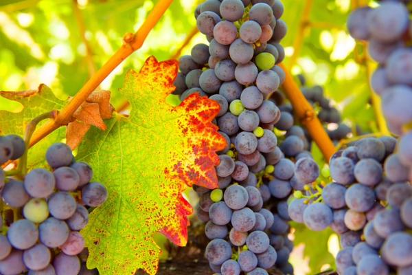 Close-up of purple grapes and green leaves on a vineyard vine.