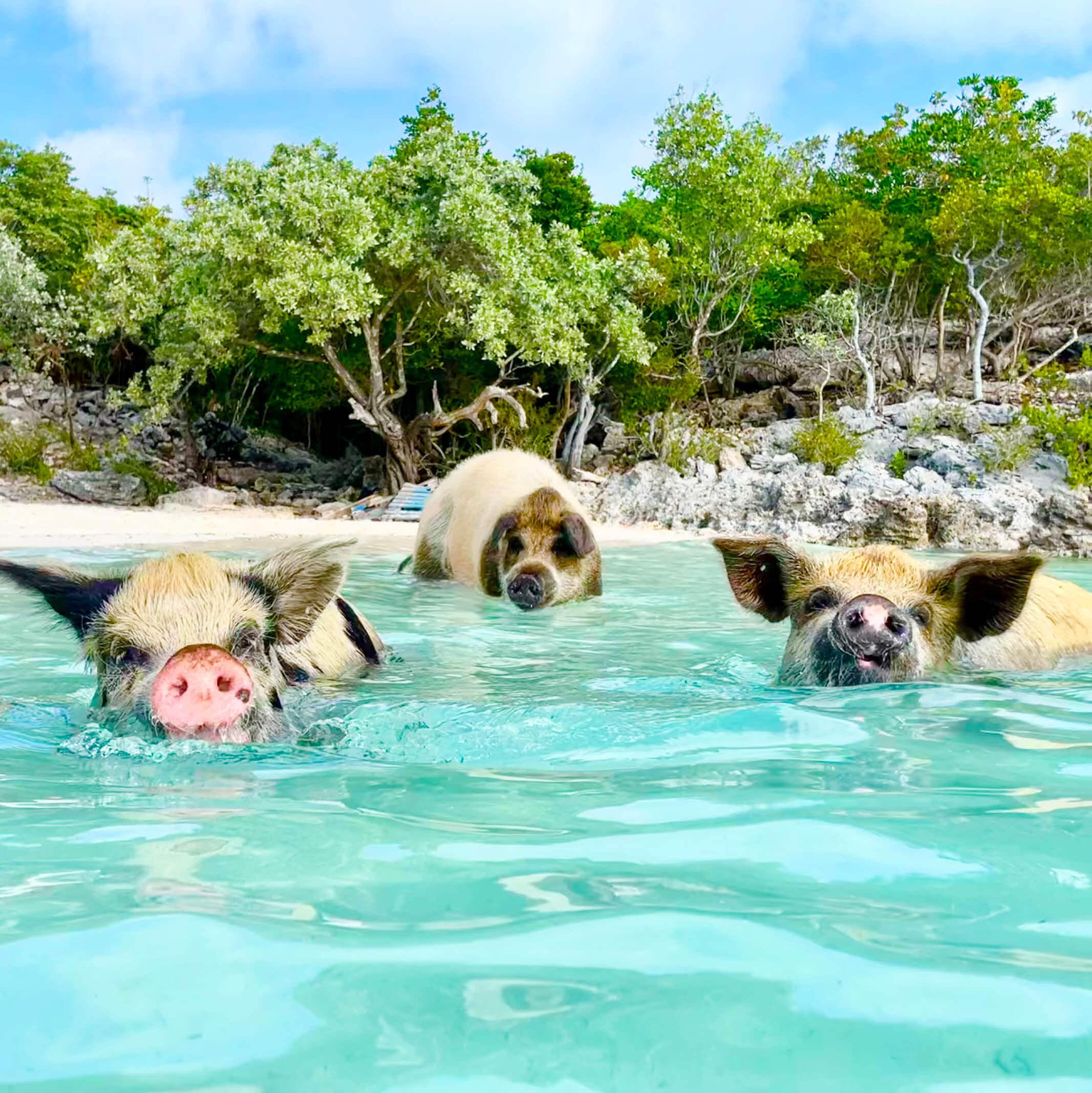 Three pigs swim in the turquoise waters of the Exumas