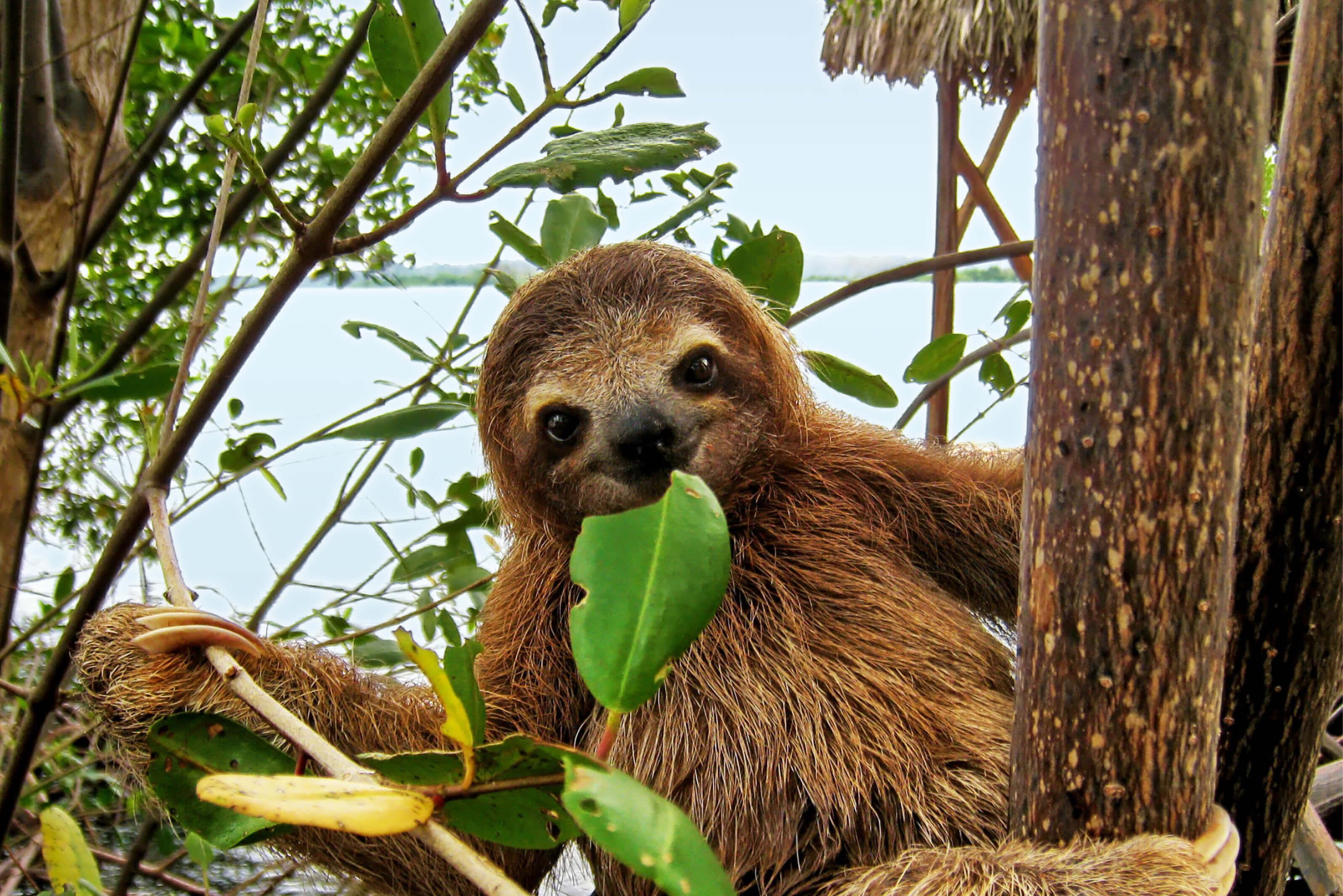 A sloth leisurely eating green leaves while hanging from a tree branch in a lush forest setting in Costa Rica