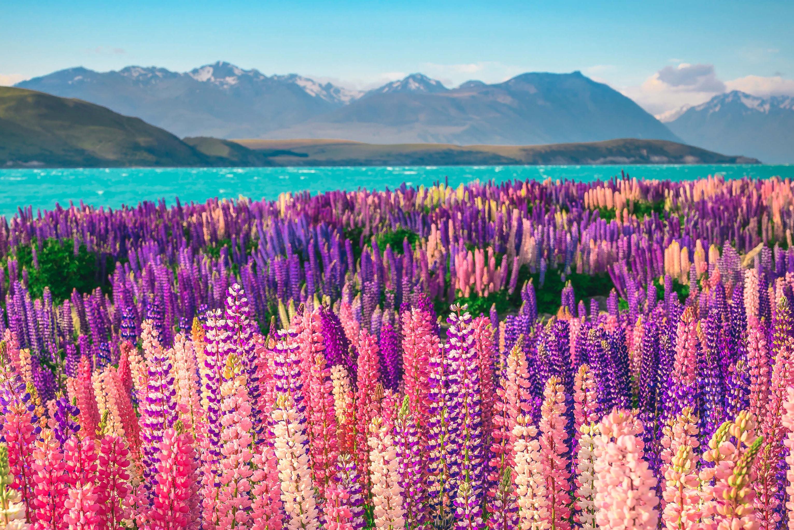 Colorful lupins surround Lake Tekapo in New Zealand, highlighting the beauty of the national park's flora