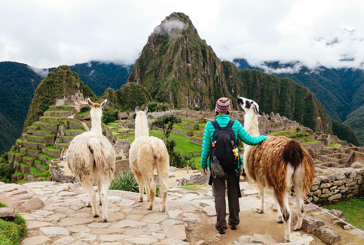 Three llamas and a traveler over look Machu Picchu