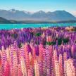 Colorful lupins surround Lake Tekapo in New Zealand, highlighting the beauty of the national park's flora