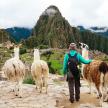 Three llamas and a traveler over look Machu Picchu